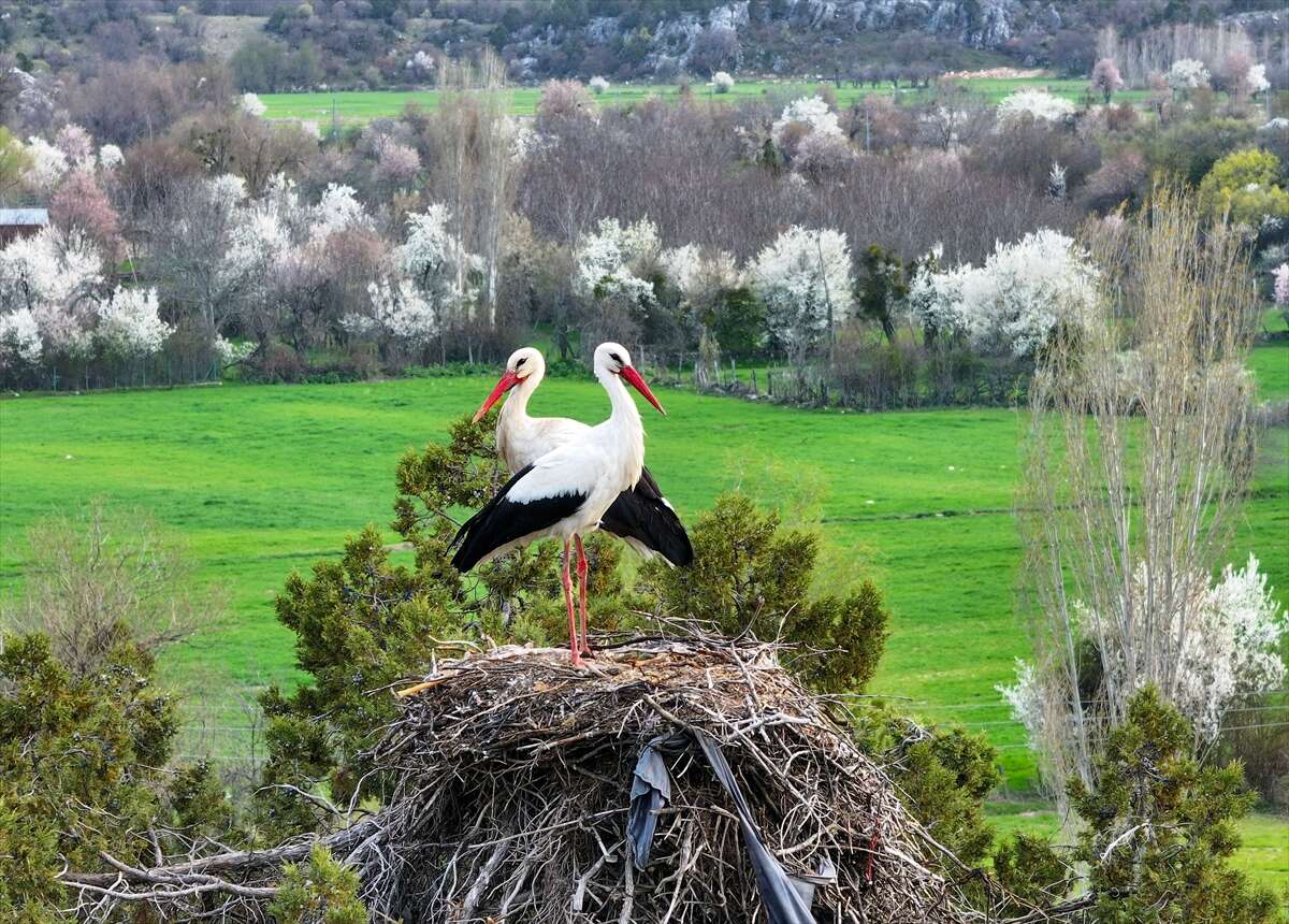 Konya’da doğanın en zarif nöbeti! Leylekler Vadisi’nde kuluçka heyecanı 4
